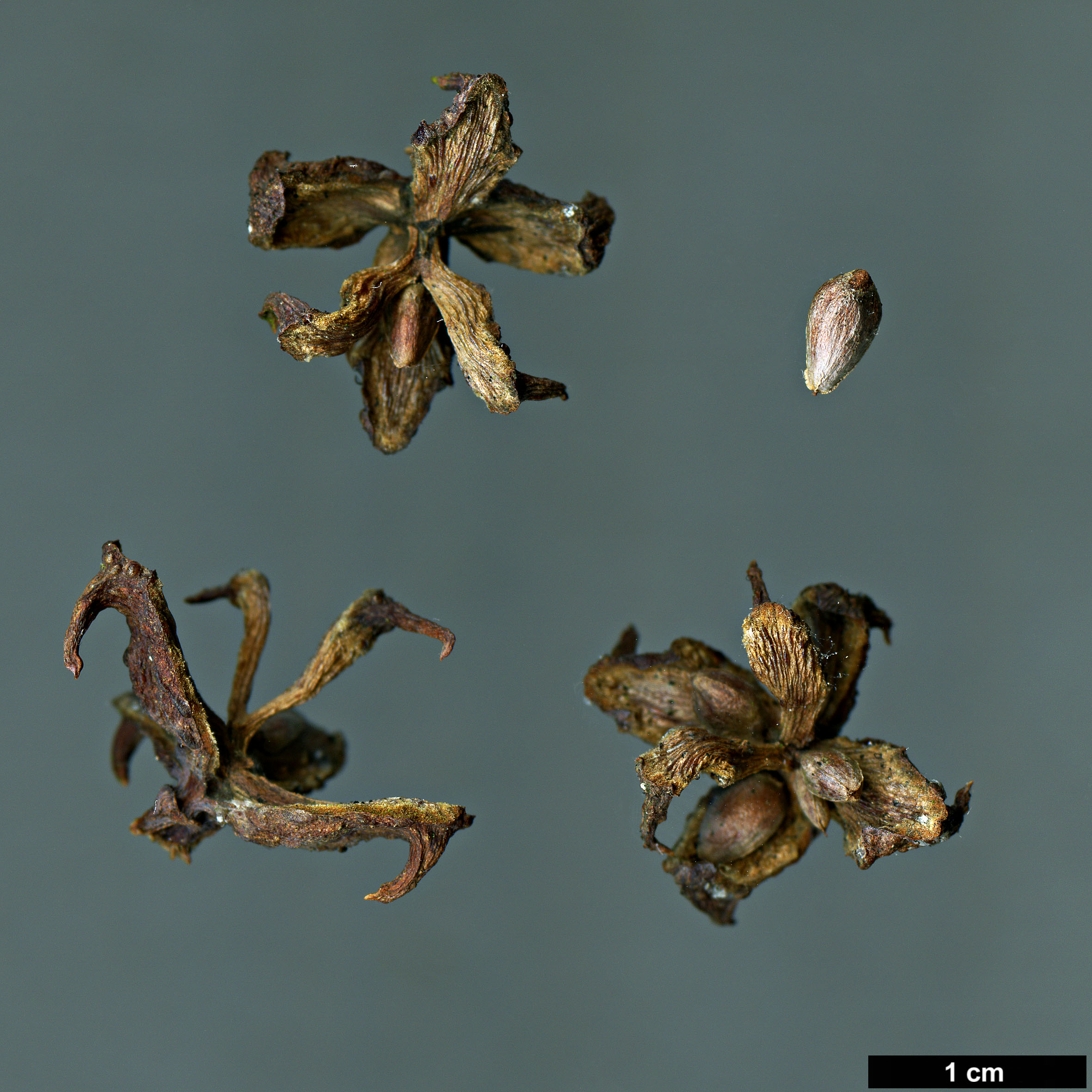 High resolution image: Family: Cupressaceae - Genus: Platycladus - Taxon: orientalis - SpeciesSub: var. xianshanensis